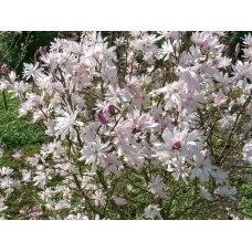 Магнолия стеллата Хризантемоцветная (Stellata Chrysanthemumiflora)